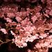 20070401_chidorigafuchi_008